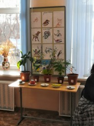 Городской конкурс "Сад на окне"